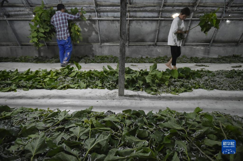 通宝的网站现在是多少